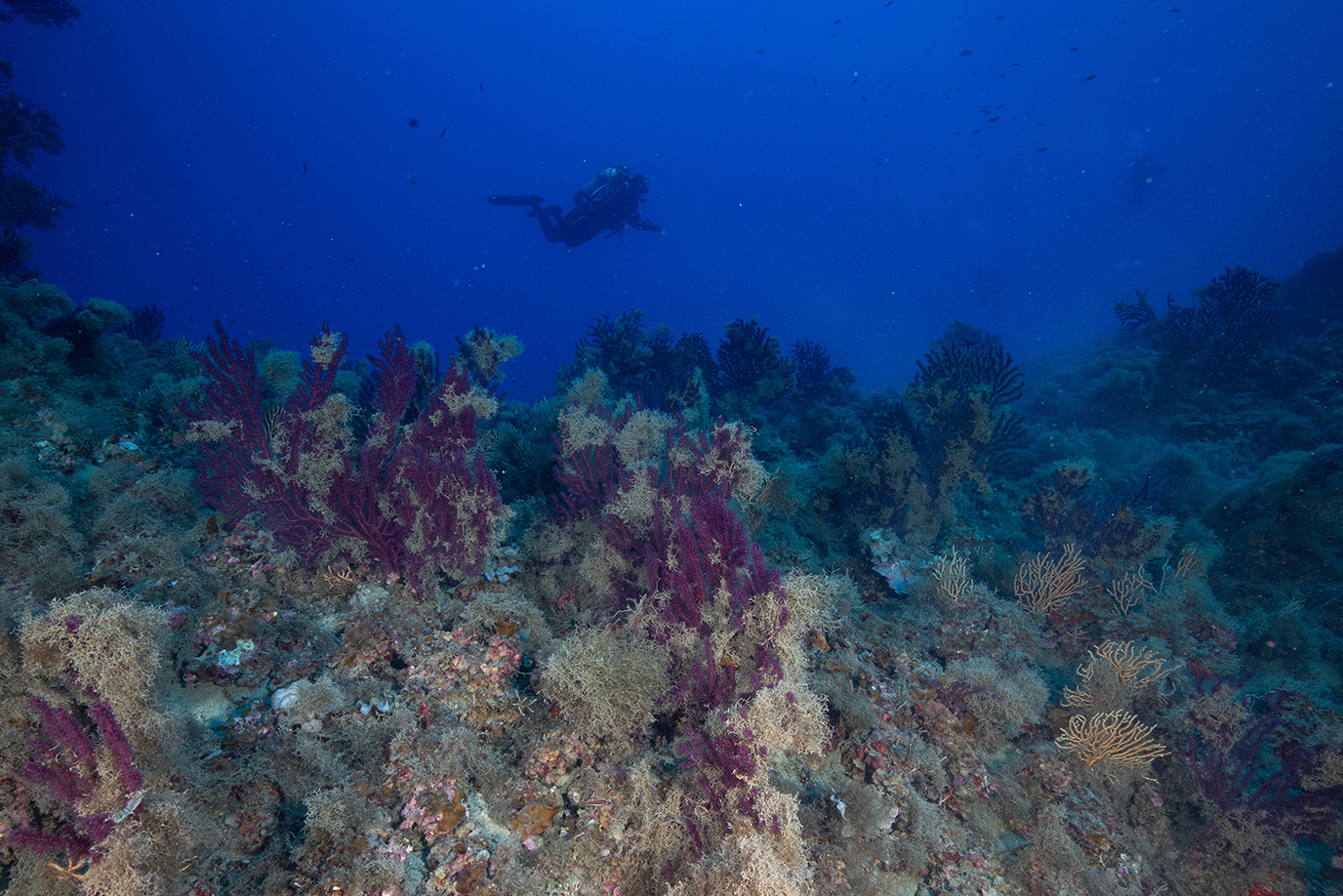 AMP-secche-di-tor-paterno-elenco-diving