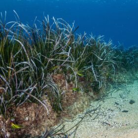 biodiversità alle Secche di Tor Paterno