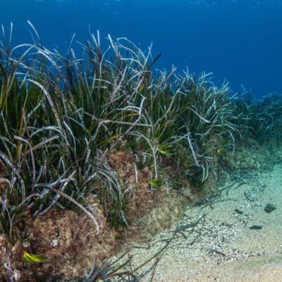 biodiversità alle Secche di Tor Paterno